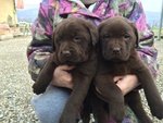 Cuccioli di Labrador Retriever Chocolate con Pedigree - Foto n. 4
