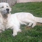 Bellissima Cucciolata di Golden Retriever alta Genealogia - Foto n. 2