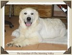 Bellissima Cucciolata di Golden Retriever alta Genealogia - Foto n. 3