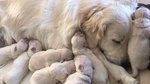 Bellissima Cucciolata di Golden Retriever alta Genealogia - Foto n. 4