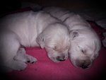 Bellissima Cucciolata di Golden Retriever alta Genealogia - Foto n. 5