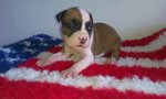 American Staffordshire Terrier Amstaff Cuccioli - Foto n. 4