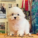 Allevamento Maltesi , Disponibili Cuccioli con Pedigree