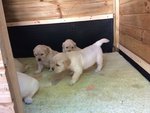 Cuccioli Golden Retriever alta Genealogia