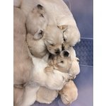 Cuccioli Golden Retriever alta Genealogia - Foto n. 2