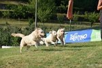 Cuccioli Golden Retriever alta Genealogia - Foto n. 5