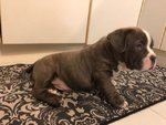 American Bully Pocket Cucciolata