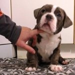 American Bully Pocket Cucciolata - Foto n. 4