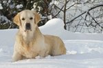 Golden Retriever Cuccioli Eccellenti - Foto n. 1