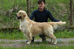 Golden Retriever Cuccioli Eccellenti - Foto n. 3