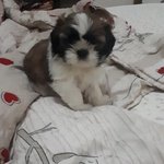 Bellissimi shih Tzu