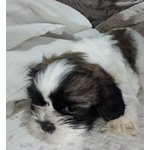 Bellissimi shih Tzu - Foto n. 2