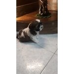 Bellissimi shih Tzu - Foto n. 3