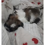 Bellissimi shih Tzu - Foto n. 4