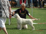 Golden Retriever Cuccioli Eccellenti - Foto n. 12