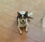 Macchia, 6 kg di Dolcezza Infinita, Slvata dopo Essere Stata Aggredita da un Branco di Cani, Cerca - Foto n. 3