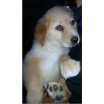 Derek, Incrocio Golden Retrievere, 4 mesi Circa, in Arrivo a Bergao in Cerca di una Super Adozione