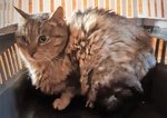 🐱 Altra Razza femmina in adozione a Pescara (PE) e in tutta Italia da associazione animali