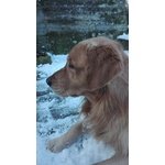 Golden Retriever disponibile per accoppiamento