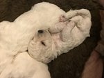 Cuccioli di Bichon Fresé - Foto n. 2