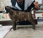 Cucciolo di Boxer alta Genealogia