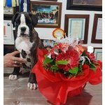 Cucciolo di Boxer alta Genealogia - Foto n. 2