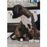 Cucciolo di Boxer alta Genealogia - Foto n. 4