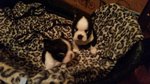 Vendo Boston Terrier Purissimi ad Amatori. Prezzo Interessantissimo - Foto n. 2