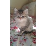 Cucciolo Siberian Femmina Black Silver Tabby