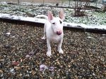 Cuccioli bull Terrier Standard - Foto n. 2