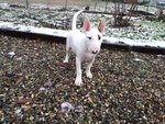 cuccioli bull terrier standard