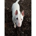 Cuccioli bull Terrier Standard - Foto n. 4