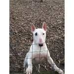 Cuccioli bull Terrier Standard - Foto n. 5