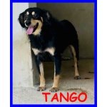 Tango 2 anni nato in Canile Vuole solo Conoscere il Mondo