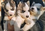 Splendidi Cuccioli di Syberian Husky