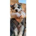 Splendidi Cuccioli di Syberian Husky - Foto n. 3