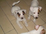 Cuccioli jack Russell