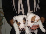 Cuccioli jack Russell - Foto n. 2