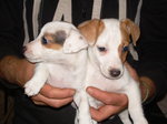 Cuccioli jack Russell - Foto n. 3