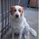 🐶 Altra Razza femmina in adozione a Pescara (PE) e in tutta Italia da associazione animali