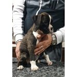 Cucciolo di Boxer alta Genealogia - Foto n. 2