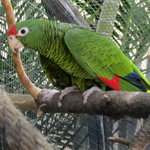 Pappagalli Cenerini ,pappagallo ara Ararauna e Amazzone