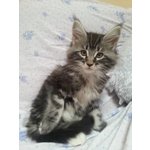 Meravigliosi Cuccioli di Maine Coon - Foto n. 5