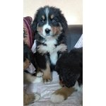 Disponibili da Subito Cuccioli di Bovaro del Bernese,