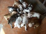 Cuccioli di Bulldog Inglese - Foto n. 1