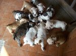 Cuccioli di Bulldog Inglese