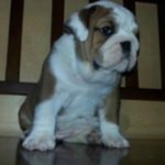 Cuccioli di Bulldog Inglese - Foto n. 2