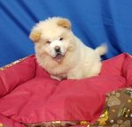 Cucciolo di chow chow Bianco