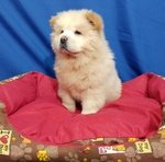 Cucciolo di chow chow Bianco - Foto n. 2