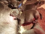 Cuccioli Labrador Retriever Cioccolatp - Foto n. 2